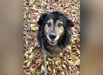 Lennox: treuer Begleiter sucht Familie
