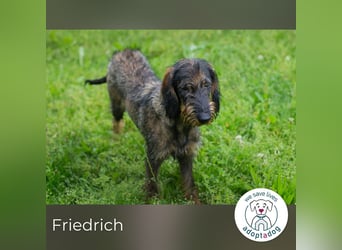 Friedrich sucht ein Zuhause