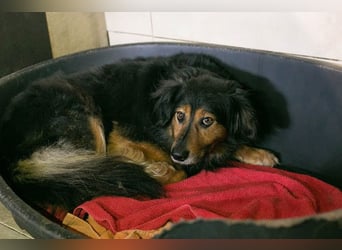 Lennox: treuer Begleiter sucht Familie