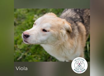 Viola sucht ein Zuhause