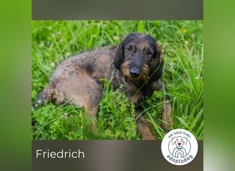 Friedrich sucht ein Zuhause
