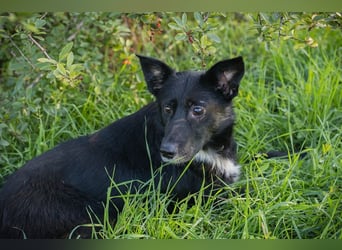 Rosie: sucht ein Zuhause