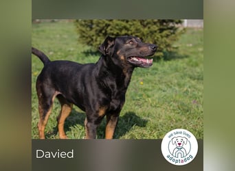 Davied 271505 sucht ein zu Hause