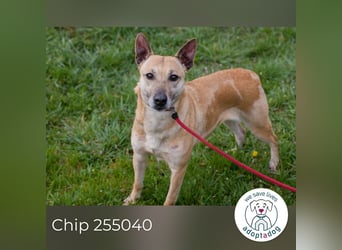 Chip 255040 sucht ein Zuhause