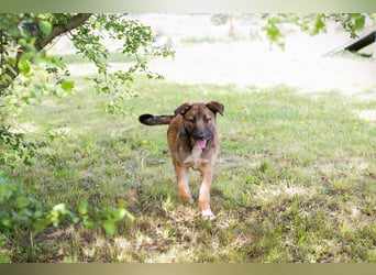 Chip 267512 sucht ein Zuhause