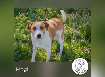 Mogli sucht ein Zuhause