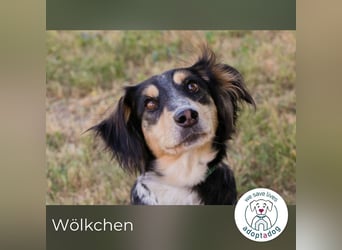 Wölkchen sucht ein Zuhause