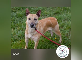 Ava sucht ein Zuhause