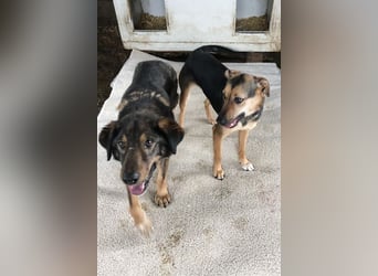 Joschi: Vertrauen durch Geduld