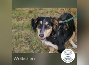 Wölkchen sucht ein Zuhause