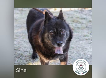 Sina 922409 sucht ein zu Hause