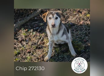 Chip 272130 sucht ein Zuhause