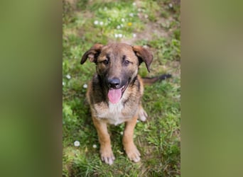 Chip 267512 sucht ein Zuhause