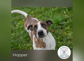 Hopper 171595 sucht ein zu Hause