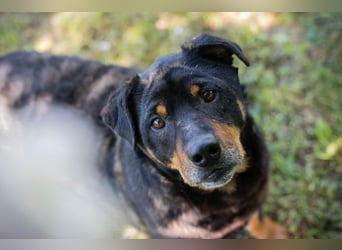 Bronco sucht ein Zuhause
