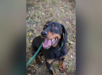 Chip 2217375 sucht ein Zuhause