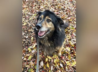 Lennox: treuer Begleiter sucht Familie