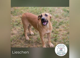 Lieschen sucht ein Zuhause
