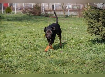 Davied sucht ein Zuhause