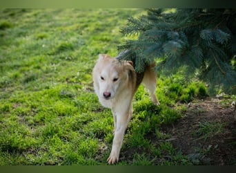 Viola sucht ein Zuhause