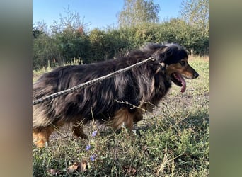 Lennox: treuer Begleiter sucht Familie