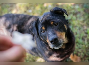 Bronco sucht ein Zuhause