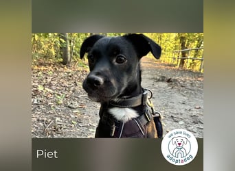 Piet 269359 sucht ein zu Hause