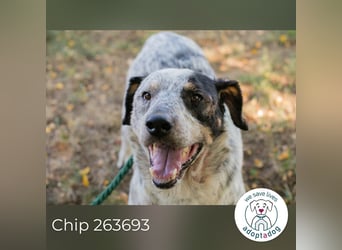 Chip 263693 sucht ein Zuhause