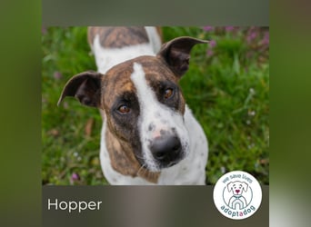 Hopper 171595 sucht ein zu Hause