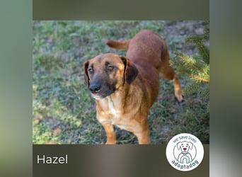 Hazel 258207 sucht ein zu Hause