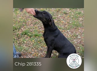 Chip 281335 sucht ein zu Hause