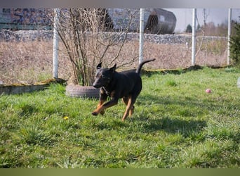 Davied sucht ein Zuhause