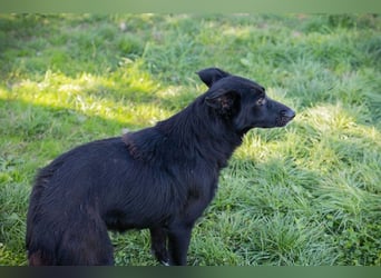 Rosie: sucht ein Zuhause