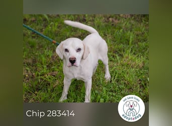 Chip 283414 sucht ein Zuhause
