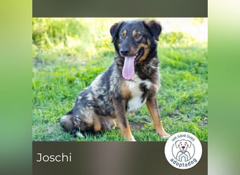 Joschi: Vertrauen durch Geduld