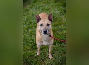 Chip 255040 sucht ein Zuhause