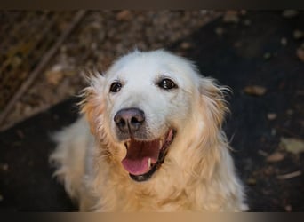 Freundliche Seniorin sucht ein Zuhause