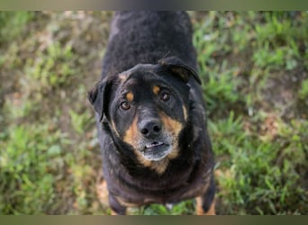 Bronco sucht ein Zuhause