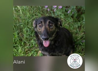Alani: Sucht ein liebevolles Zuhause