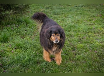 Lennox: treuer Begleiter sucht Familie