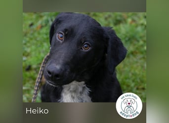 Heiko 259958 sucht ein zu Hause