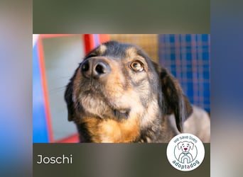 Joschi: Vertrauen durch Geduld