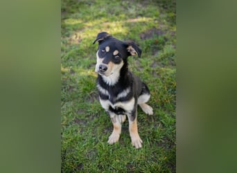 Chip 271760 sucht ein Zuhause