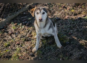 Chip 272130 sucht ein Zuhause