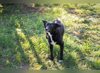 Rosie: sucht ein Zuhause