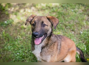 Chip 267512 sucht ein Zuhause