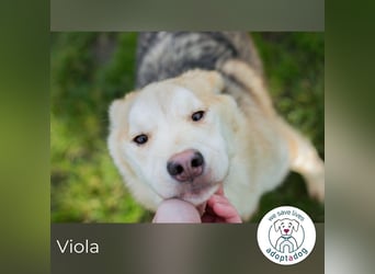 Viola sucht ein Zuhause