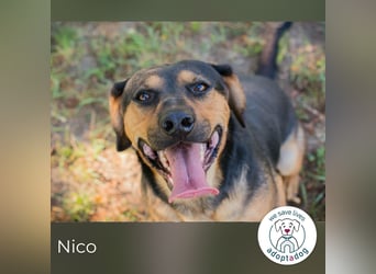 Nico: Fröhlicher Entdecker