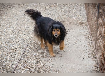 Lennox: treuer Begleiter sucht Familie