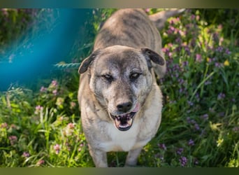 Wilson 203705 sucht ein zu Hause